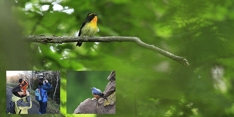早朝に野鳥を探そう 気軽にバードウォッチング 知床ネイチャーオフィス