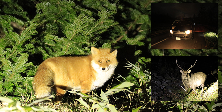 夜の動物ウォッチング